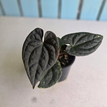 Load image into Gallery viewer, #R29 Super Dark Anthurium Dark Complex x Luxurians