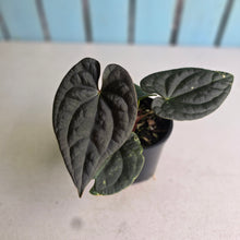 Load image into Gallery viewer, #R29 Super Dark Anthurium Dark Complex x Luxurians