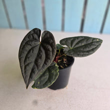 Load image into Gallery viewer, #R29 Super Dark Anthurium Dark Complex x Luxurians