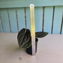 Load image into Gallery viewer, #R29 Super Dark Anthurium Dark Complex x Luxurians