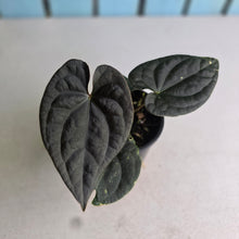 Load image into Gallery viewer, #R29 Super Dark Anthurium Dark Complex x Luxurians
