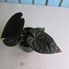Load image into Gallery viewer, #R29 Super Dark Anthurium Dark Complex x Luxurians