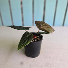 Load image into Gallery viewer, #R29 Super Dark Anthurium Dark Complex x Luxurians