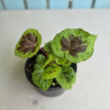 Load image into Gallery viewer, #RA9 Begonia Sp. Sumatra Dongoranensis