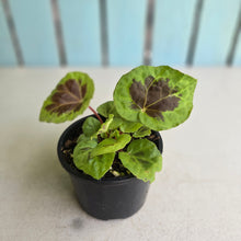 Load image into Gallery viewer, #RA9 Begonia Sp. Sumatra Dongoranensis