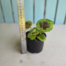 Load image into Gallery viewer, #RA9 Begonia Sp. Sumatra Dongoranensis