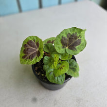 Load image into Gallery viewer, #RA9 Begonia Sp. Sumatra Dongoranensis