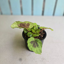 Load image into Gallery viewer, #RA9 Begonia Sp. Sumatra Dongoranensis