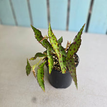Load image into Gallery viewer, #RB16 Begonia Amphioxus