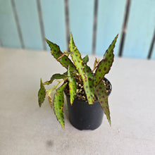 Load image into Gallery viewer, #RB16 Begonia Amphioxus