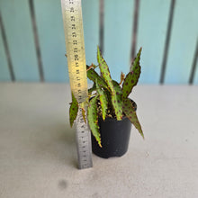 Load image into Gallery viewer, #RB16 Begonia Amphioxus
