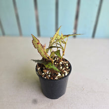 Load image into Gallery viewer, #RB16 Begonia Amphioxus