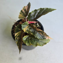 Load image into Gallery viewer, #RA13 Begonia Ginny Galaxy