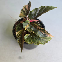 Load image into Gallery viewer, #RA13 Begonia Ginny Galaxy
