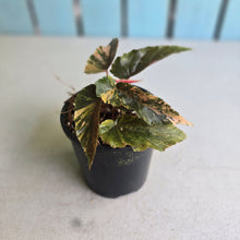 Load image into Gallery viewer, #RA13 Begonia Ginny Galaxy