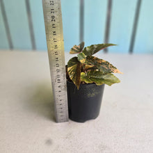 Load image into Gallery viewer, #RA13 Begonia Ginny Galaxy