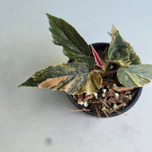 Load image into Gallery viewer, #RA13 Begonia Ginny Galaxy