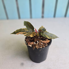 Load image into Gallery viewer, #RA13 Begonia Ginny Galaxy