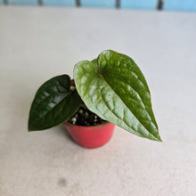 Load image into Gallery viewer, #RB23 Anthurium Ochranthum x Luxurians
