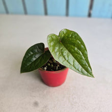 Load image into Gallery viewer, #RB23 Anthurium Ochranthum x Luxurians