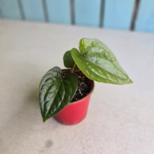 Load image into Gallery viewer, #RB23 Anthurium Ochranthum x Luxurians