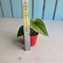 Load image into Gallery viewer, #RB23 Anthurium Ochranthum x Luxurians
