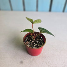 Load image into Gallery viewer, #RB23 Anthurium Ochranthum x Luxurians