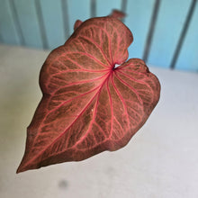 Load image into Gallery viewer, #R9 Caladium