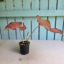 Load image into Gallery viewer, #R9 Caladium