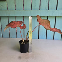 Load image into Gallery viewer, #R9 Caladium