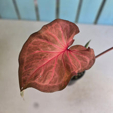 Load image into Gallery viewer, #R9 Caladium