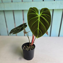Load image into Gallery viewer, #R12 Philodendron El Choco
