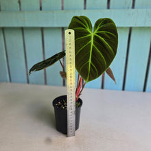 Load image into Gallery viewer, #R12 Philodendron El Choco