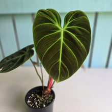 Load image into Gallery viewer, #R12 Philodendron El Choco