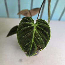 Load image into Gallery viewer, #R12 Philodendron El Choco