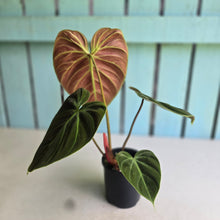 Load image into Gallery viewer, #R12 Philodendron El Choco