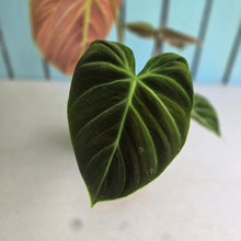 Load image into Gallery viewer, #R12 Philodendron El Choco