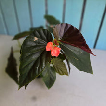 Load image into Gallery viewer, #D85 Begonia John Tonkin