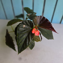 Load image into Gallery viewer, #D85 Begonia John Tonkin