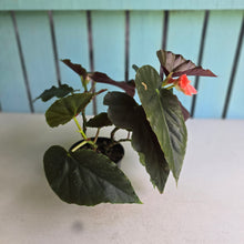 Load image into Gallery viewer, #D85 Begonia John Tonkin