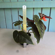 Load image into Gallery viewer, #D85 Begonia John Tonkin