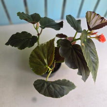 Load image into Gallery viewer, #D85 Begonia John Tonkin
