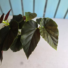 Load image into Gallery viewer, #D85 Begonia John Tonkin