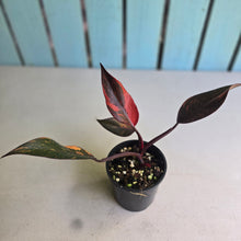 Load image into Gallery viewer, #R30 Philodendron Orange Princess