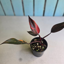 Load image into Gallery viewer, #R30 Philodendron Orange Princess