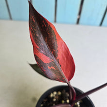 Load image into Gallery viewer, #R30 Philodendron Orange Princess