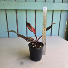 Load image into Gallery viewer, #R30 Philodendron Orange Princess