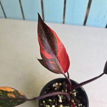 Load image into Gallery viewer, #R30 Philodendron Orange Princess