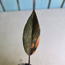 Load image into Gallery viewer, #R30 Philodendron Orange Princess