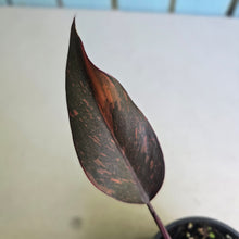 Load image into Gallery viewer, #R30 Philodendron Orange Princess